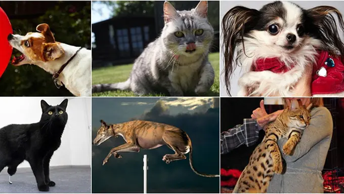 Courtesy Guiness World Record