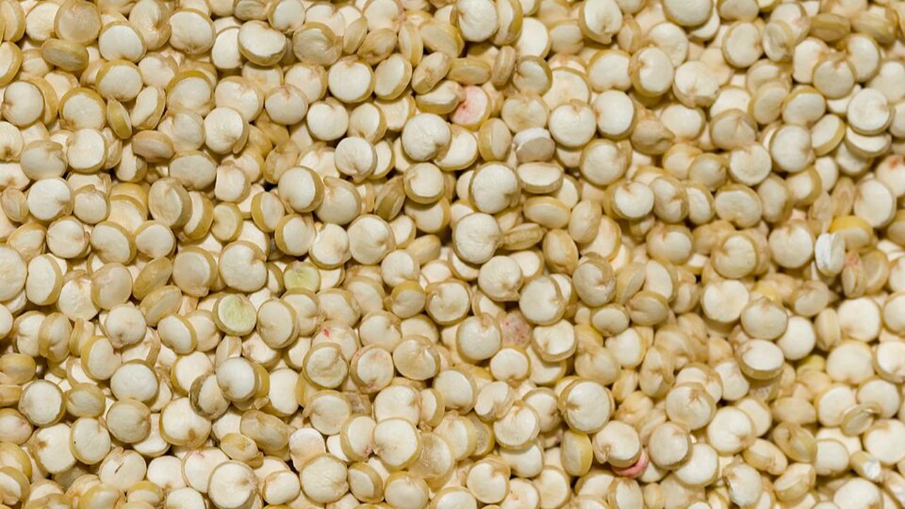 Ilustrasi Quinoa