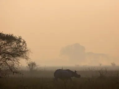 Seekor badak bercula satu berjalan di Suaka Margasatwa Pobitora di negara bagian Assam, India (18/3). Petugas hutan India melakukan sensus menyusul adanya lonjakan jumlah badak bercula satu di India. (AP Photo / Anupam Nath)