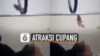 Aksi menakjubkan seekor ikan cupang terekam kamera.
