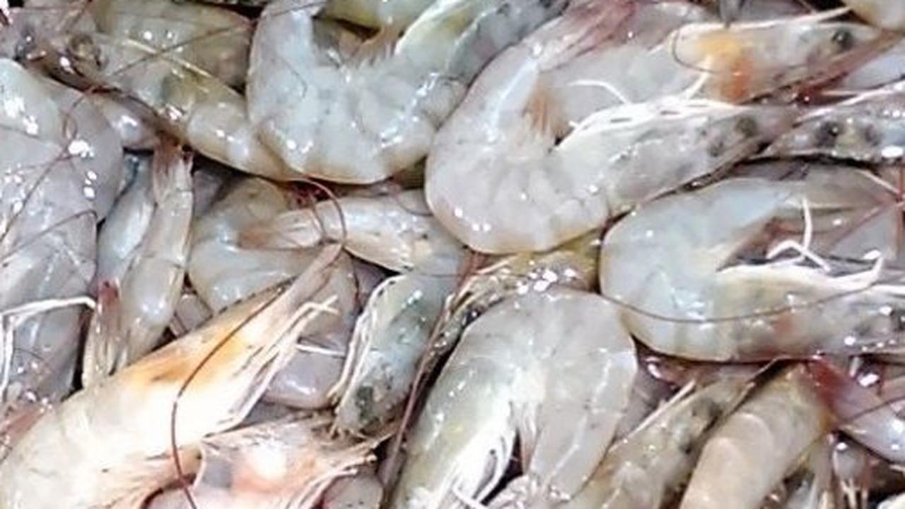 Budidaya Udang di Indonesia Masih Ketinggalan Zaman, KKP Gandeng Perusahaan China