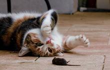 60 Nama Kucing Bahasa Korea, Unik dan Memiliki Makna yang Indah untuk Sahabat Anabulmu