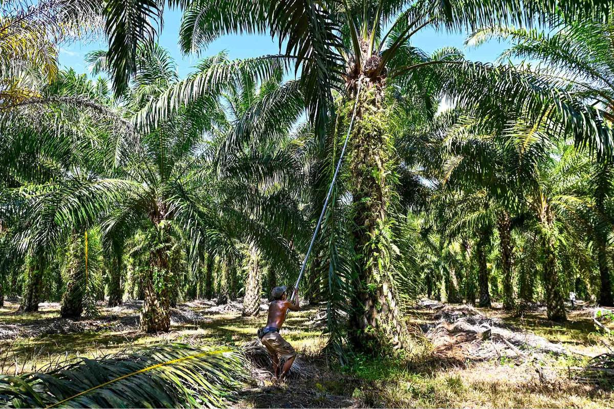 FOTO: Melihat Perkebunan Kelapa Sawit Rakyat Terbesar di Provinsi Aceh