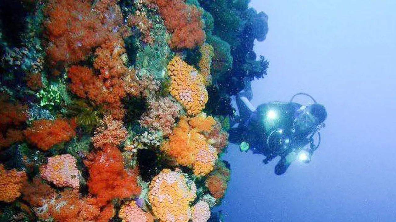 Raja Ampat Papua, Alor NTT, Pulau Komodo NTT, Lembongan Bali, dan Lembeh Sulawesi Utara, ternyata memang sudah menjadi langganan tampil di top 5 destinasi selam terbaik di Asia Pasifik, dan dunia.