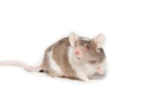 10 Tempat Favorit Tikus Bersarang  dan Cara Pencegahannya, Amankan Hunian dari Risiko Bahaya