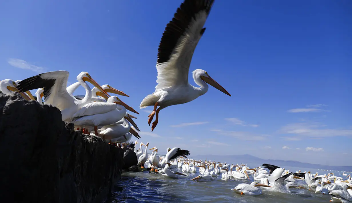 Seekor pelicanos borregones atau pelikan putih terbang di Danau Chapala, Petatan, Meksiko, 5 Februari 2022. Kawanan pelikan putih terbang dari Kanada dan Amerika Serikat ke iklim yang lebih hangat di Pulau Petatan. (AP Photo/Armando Solis)
