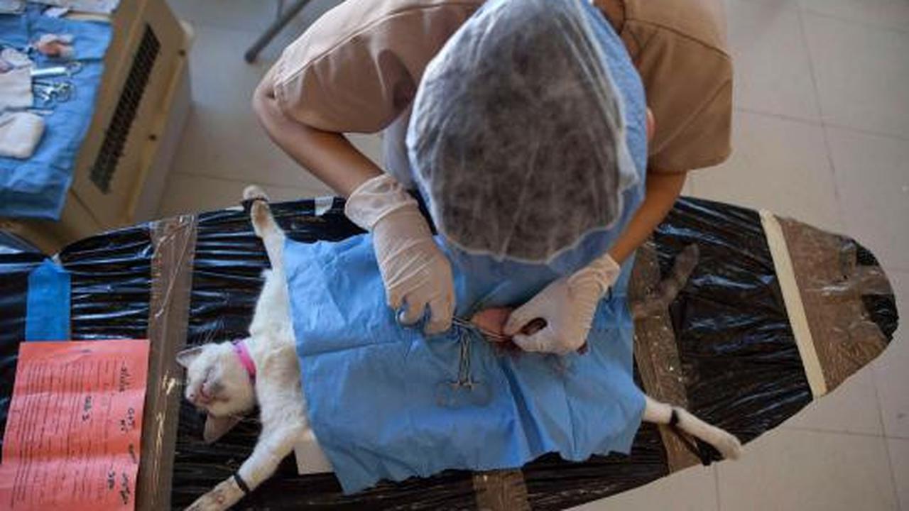 Ribuan kucing &amp; anjing diberi vaksin rabies