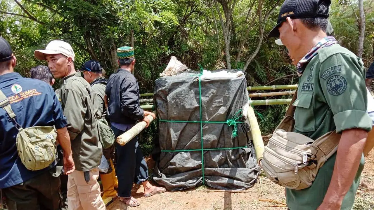 Pakai Umpan Kambing, Harimau Sumatra Terperangkap di Box Trap