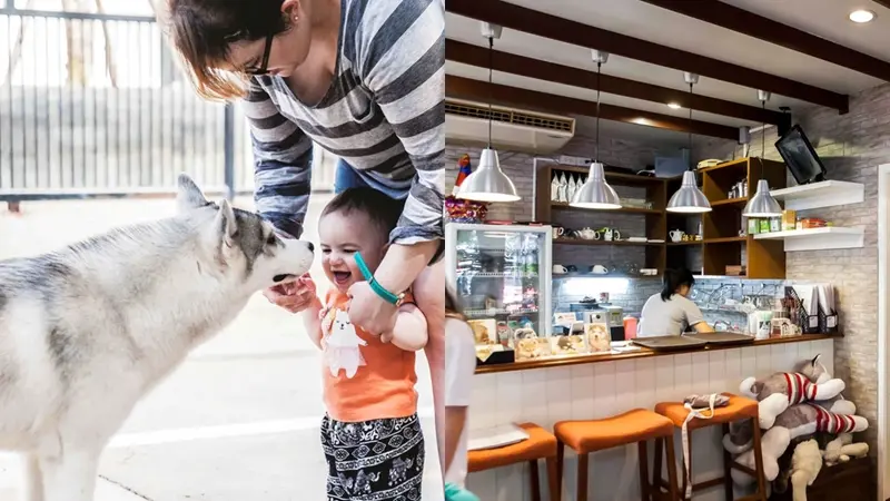 Di Kafe Ini, Kamu Bisa Bermain dengan Husky yang Menggemaskan