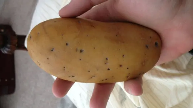 Batu mirip kentang.