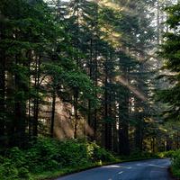 Rimbawan dan Tantangan Lingkungan di Era Modern, Ini Kata Pakar Kehutanan UGM