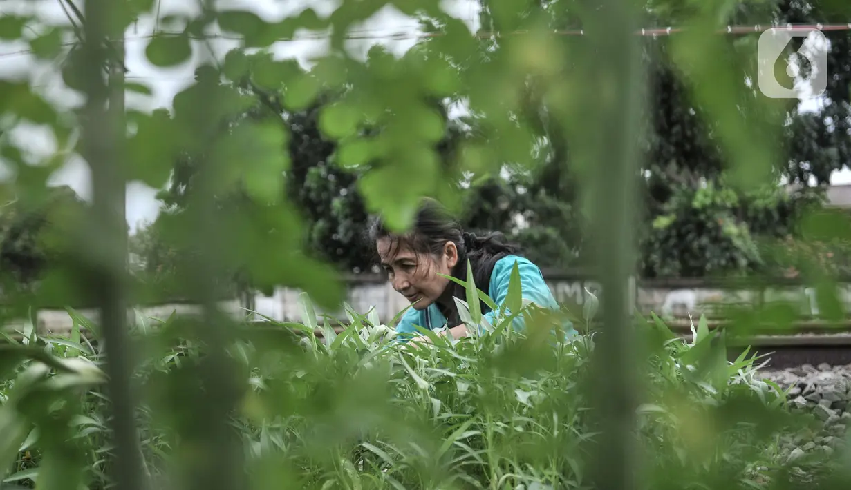 Wiwin (51) melakukan perawatan tanaman sayur di Kebun Kesehatan, RT 004/008, Cipinang Lontar, Jakarta, Senin (8/3/2021). Kebun Kesehatan buatan Wiwin ini telah 3 kali panen dan hasilnya dibagikan kepada warga setempat untuk dikonsumsi. (merdeka.com/Iqbal S Nugroho)