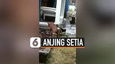 SEPERTI HACHIKO, ANJING INI SETIA MENUNGGU DI MAKAM MAJIKANNYA