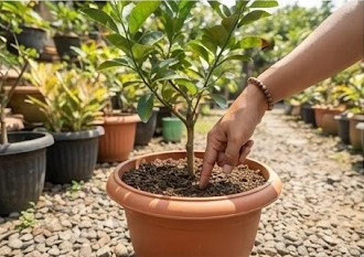 Cara Merawat Tabulampot saat Kemarau