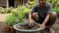 Jenis Tanah yang Cocok untuk Menanam Daun Pandan, Anti Busuk dan Lebih Aromatik