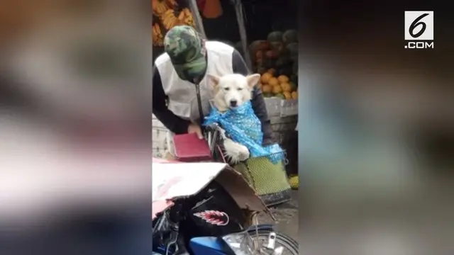 VIDEO: Perlakuan Kakek Ini Terhadap Hewan Bikin Terharu