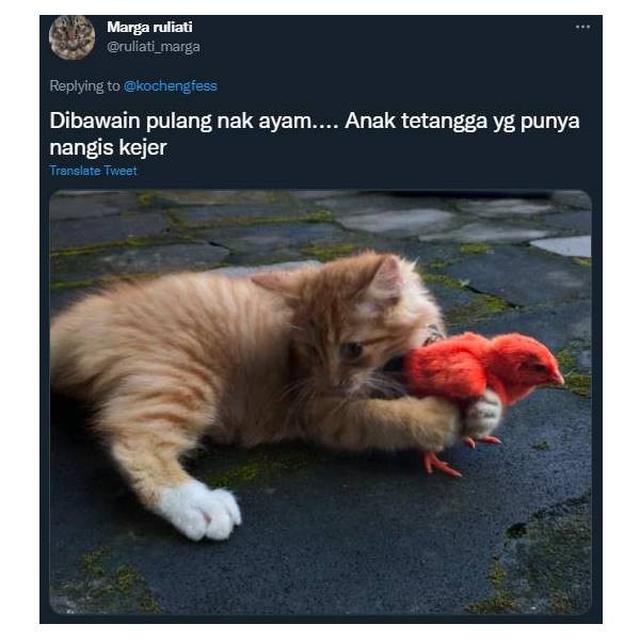7 Potret Kucing Pulang Ke Rumah Majikan Bawa Oleh-Oleh Ini Bikin Kaget