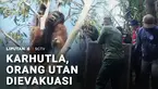 Bencana kebakaran hutan dan lahan, nyatanya tak hanya berdampak pada manusia, tetapi juga hewan. Orang utan di Ketapang, terpaksa harus dievakuasi akibat habitatnya terdampak karhutla.