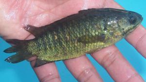 Cek Fakta: Hoaks Link Pendaftaran Bantuan Bibit Ikan Air Tawar Gratis 2026/2027