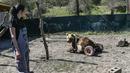 Seorang wanita bernama Melina Avgerinou memperhatikan beruang lumpuh, Usko di tempat perlindungan Arcturos di Nymfaio, Yunani (23/4). Usko merupakan beruang berumur tiga tahun yang menderita lumpuh. (AFP Photo/Aris Messinis)