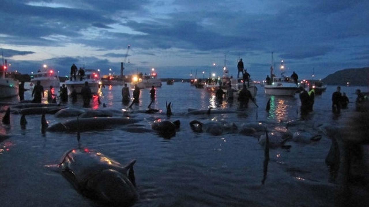 Sadisnya tradisi berburu ratusan paus di Kepulauan Faroe