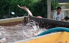 Satu Desa Panen Cuan, Ini Kisah Inspiratif Para Petani Tulungagung Kompak Budi Daya Ikan Patin
