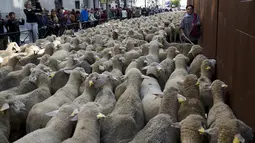 Penggembala memimpin domba melewati pusat kota Madrid saat parade tahunan, Spanyol Minggu (25/10). Setiap tahunnya, para penggembala itu berdemonstrasi menentang perluasan wilayah perkotaan dan praktik-praktik pertanian modern. (REUTERS/Sergio Perez)