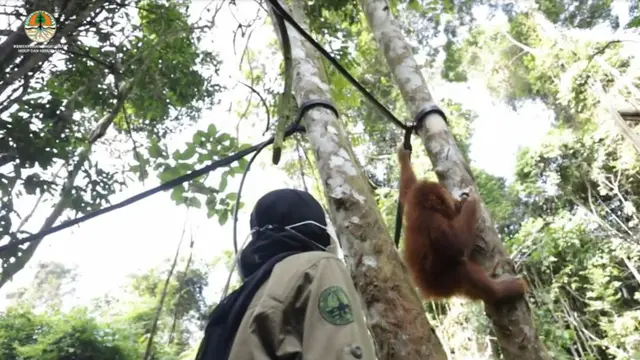 Kisah Siti dan Sudin Si Anak Orang Utan Sumatera Korban Perdagangan Ilegal Belajar Hidup di Sekolah
