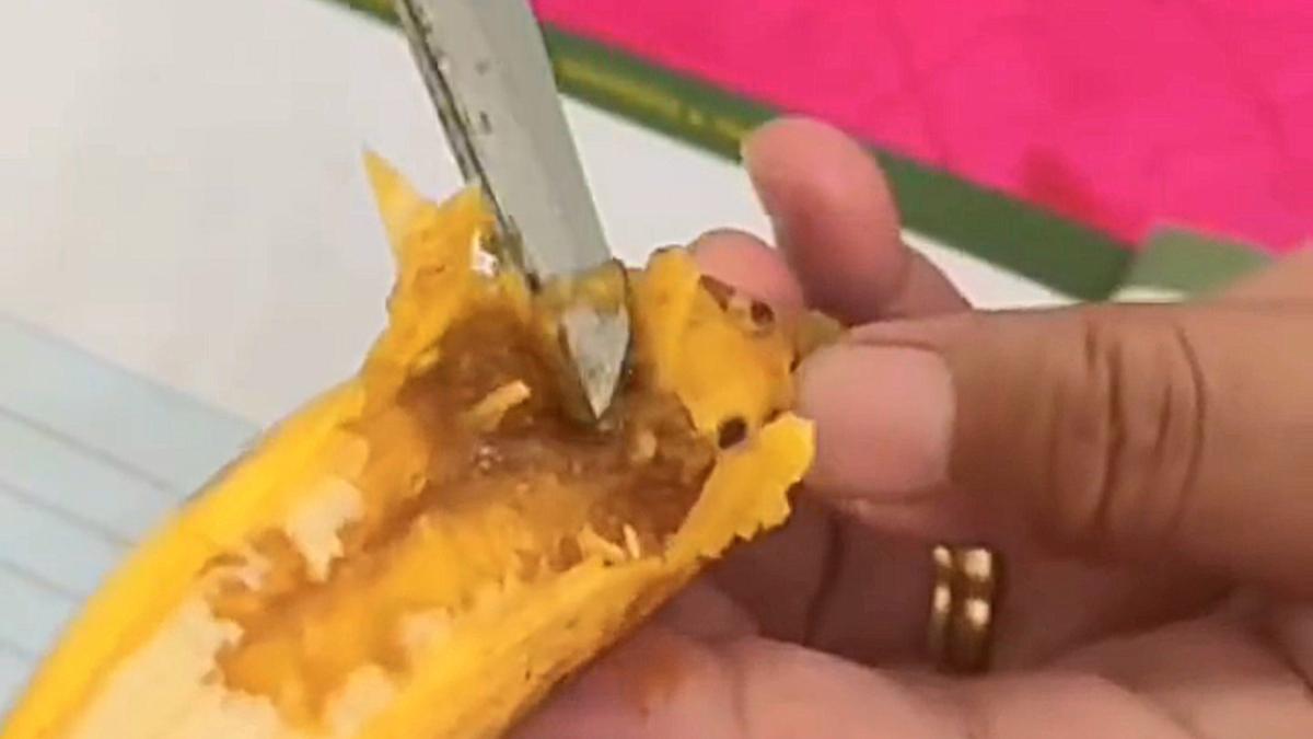 Heboh Menu Tempe dan Pisang MBG di Bulukumba Penuh Belatung