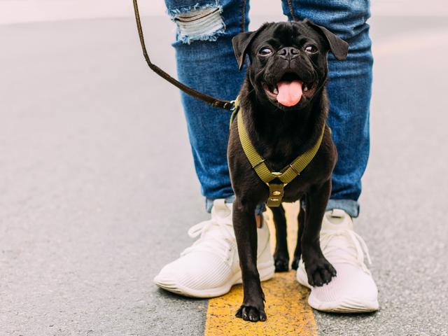 Lowongan Kerja Jalan Jalan Dengan Anjing Gajinya Rp572 Juta Lifestyle Liputan6 Com
