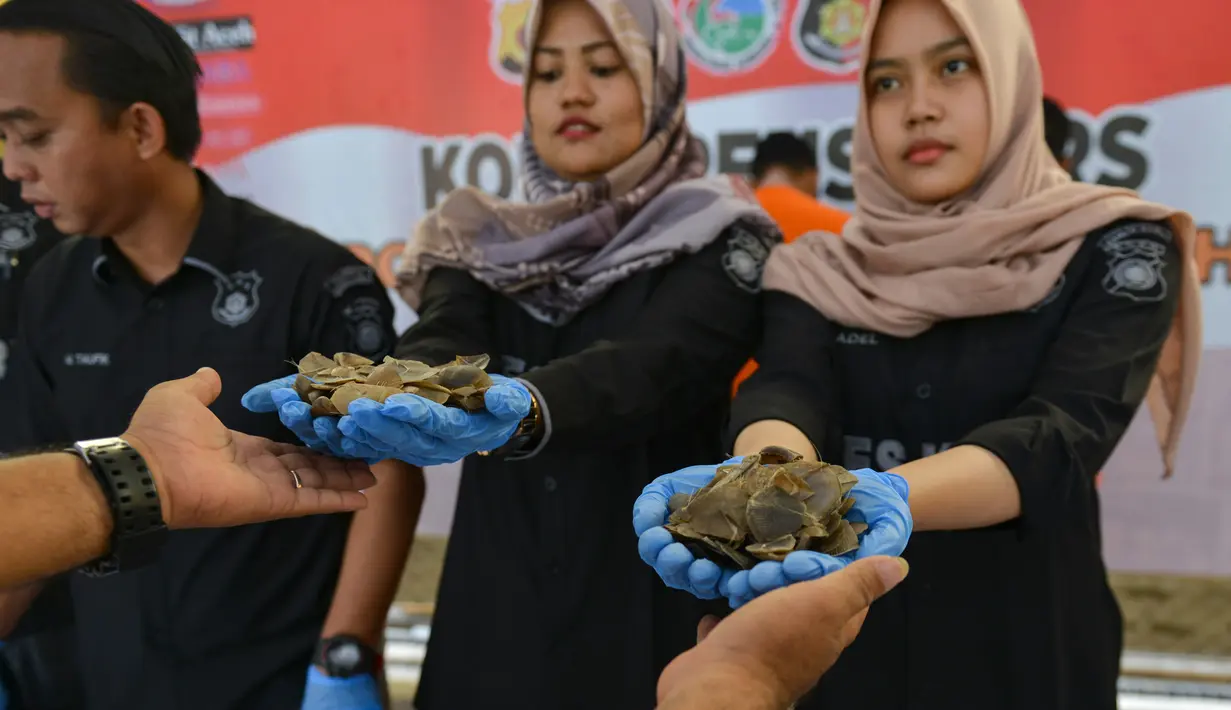 Petugas kepolisian memperlihatkan barang bukti sisik satwa trenggiling saat konferensi pers di Mapolresta Banda Aceh, Aceh, Rabu (21/8/2019). Sat Reskrim Polresta Banda Aceh mengamankan 6,3 kilogram sisik trenggiling dan 115 bulu landak. (CHAIDEER MAHYUDDIN/AFP)
