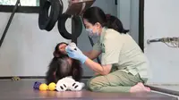Pandemi Corona, Pakan Hewan di Taman Safari Melimpah