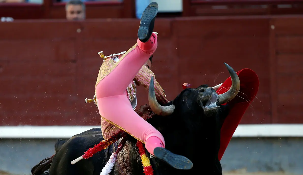 Matador asal Spanyol, Pablo Belando gagal menghindari serangan banteng saat bertarung di arena adu banteng Ventas di Madrid (24/7). (REUTERS / Javier Barbancho)