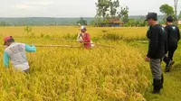 Petani di Tuban menolak impor beras. (Ahmad Adirin/Liputan6.com)