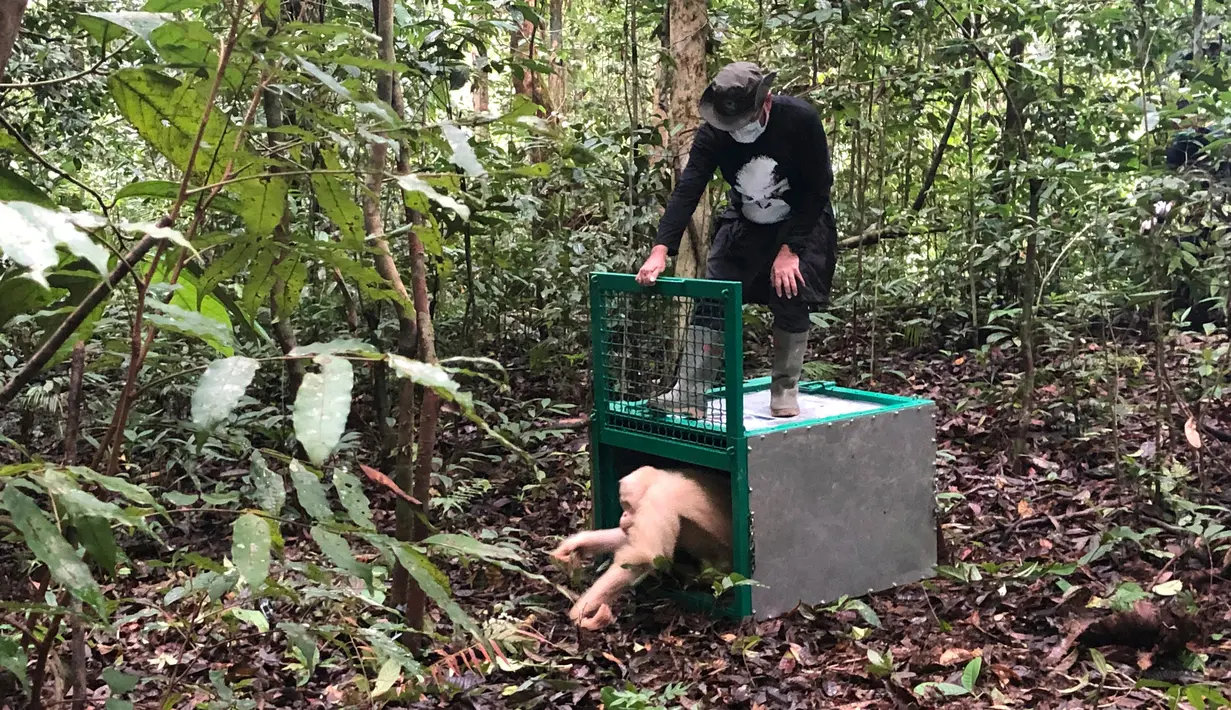 Orangutan albino bernama Alba dirilis oleh petugas Yayasan BOS di Taman Nasional Bukit Baka Bukit Raya Katingan, Kalimantan Tengah, Rabu (19/12). Alba merupakan orangutan betina hasil penyelamatan BKSDA Kalteng pada 29 April 2017. (AP Photo/Andi Jatmiko)