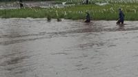 Sebanyak 4 desa di Kabupaten Bima, NTB, terendam banjir usai wilayah tersebut diguyur hujan lebat. (Liputan6.com/ BPBD Bima)
