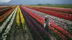 Seorang pria menggendong seorang perempuan di punggungnya saat berpose untuk foto di Festival Tulip Abbotsford di Lakeland Flowers, di Abbotsford, British Columbia, Rabu, 3 Mei 2023. (Darryl Dyck/The Canadian Press via AP)