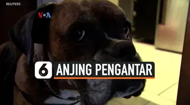 anjing pengantar