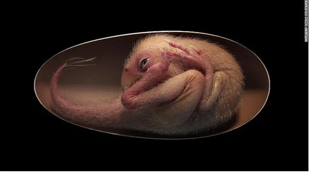 fosil telur dinosaurus