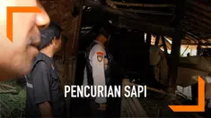Jelang Lebaran, pencurian sapi kembali marak di Lumajang, Jawa Timur. Terakhir, seekor sapi limousin raib dicuri orang tak dikenal. Polisi pun bergerak cepat mencari pelaku dengan gunakan drone.