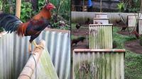 Viral Kandang Ayam Didesain Bak Perumahan, Punya Halaman yang Bersih (Sumber: TikTok/@tyo00000)