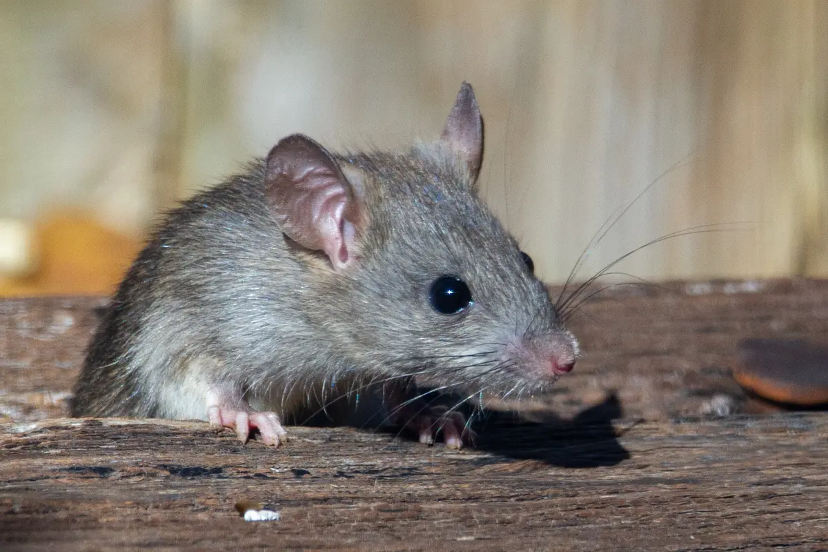 Tikus - Vania
