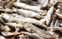 Waspada! Ikan Asin dan Nasi Panas Bisa Picu Kanker Nasofaring