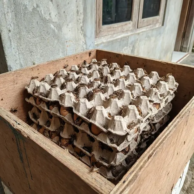 Cara Beternak Jangkrik di Rumah bagi Pemula