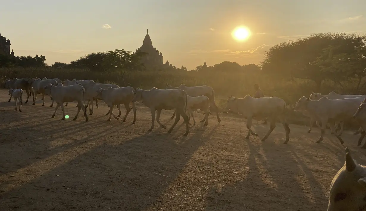 Seorang wanita berjalan dengan sapi dalam perjalanan pulang di Bagan, distrik Nyaung U, Myanmar tengah, Rabu (8/12/2021). Bagan merupakan merupakan pusat konsentrasi kuil, pagoda dan stupa Budha terbesar di dunia pada sekitar abad 11 dan 12. (AP Photo)