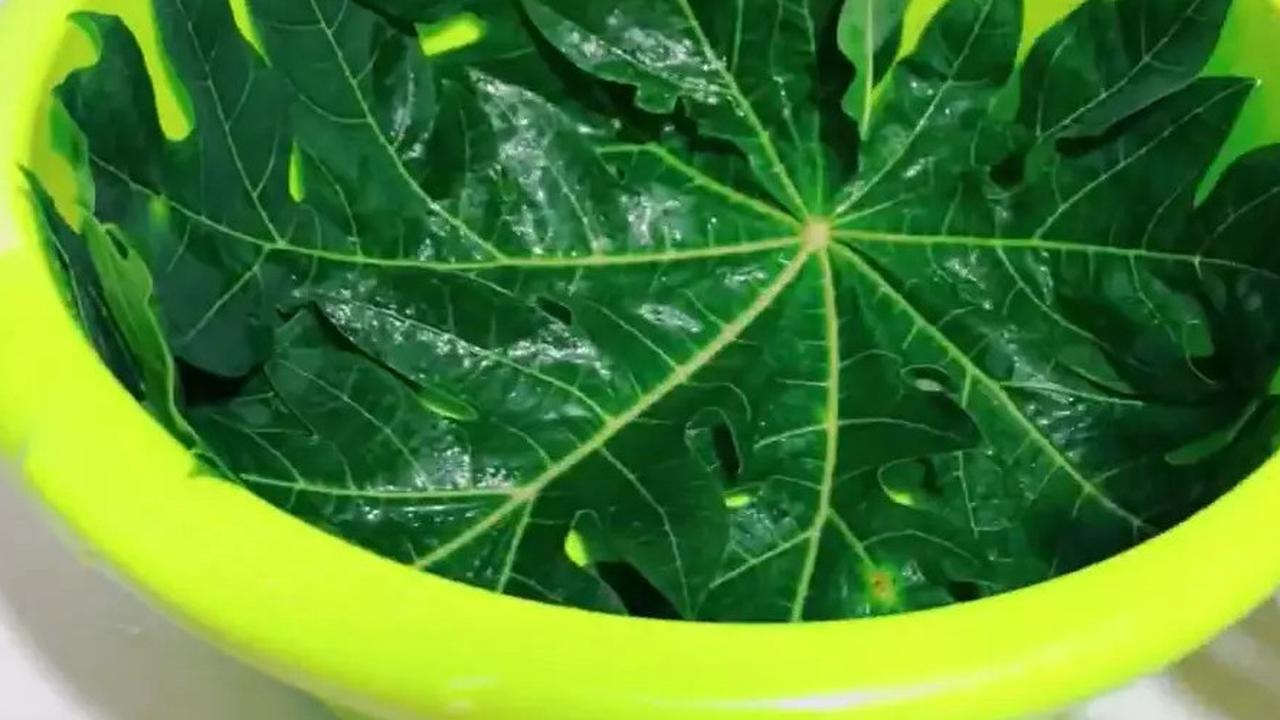 Efek Daun Pepaya untuk Darah Tinggi,  Ketahui Manfaat, Cara Konsumsi, dan Penelitian Ilmiahnya