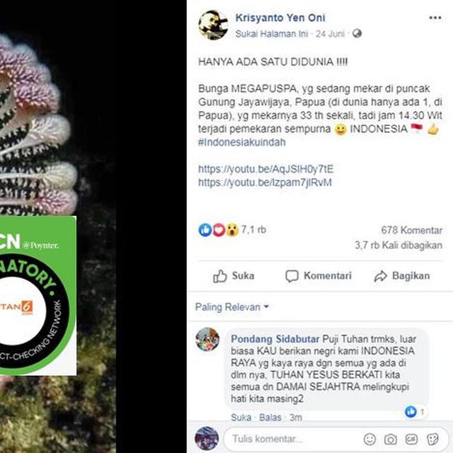 Cek Fakta Hoaks Bunga Megapuspa Mekar Di Puncak Jayawijaya Cek