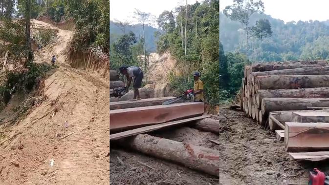 Penebangan Liar Merajalela di Lampung: Warga Cemas Bencana Mengintai