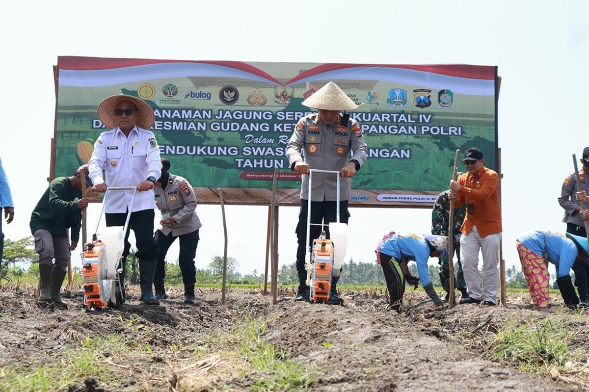 Tanam jagung serentak di areal persawahan Lingkungan Wonosari, Kelurahan Sobo, Banyuwangi