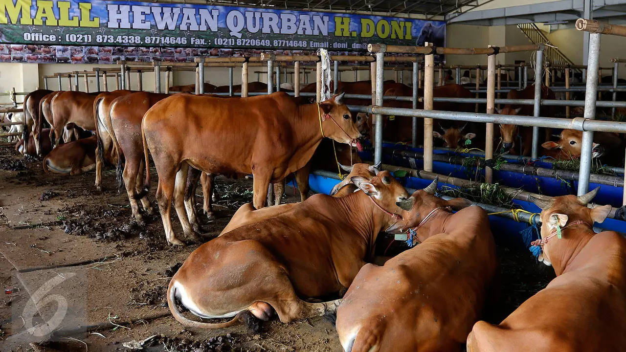 20150909-Ahok Keluarkan Ingub Terkait Pelarangan Potong Hewan Qurban-Depok